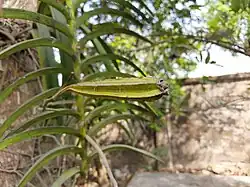 Fruit of Vanda tessellata