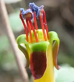 Male flowers have fully developed anthers but the stigma is thin and underdeveloped