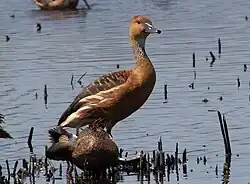 Fulvous Whistling-Duck (Dendrocygna bicolor)