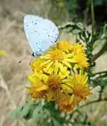 Holly blue, Celastrina argiolus, on ragwort