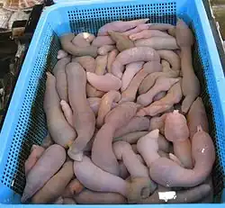 Urechis unicinctus (개불; gaebul) sold at a fish market at Busan, South Korea.