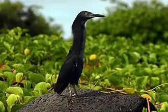 Young adult, Isabela Island