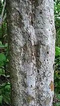 Bark