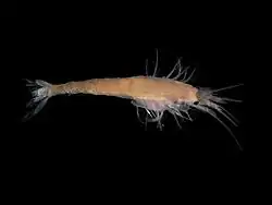 Gastrosaccus spinifer (Mysida)