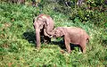 Indian elephants near Gavi