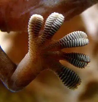 Close-up of the underside of a gecko's foot as it walks on a glass wall (spatula: 200 × 10–15&nbsp;nm)