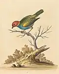 Plate 23: "The Red-Headed Green-Finch" now the bay-headed tanager (Tangara gyrola)[26]