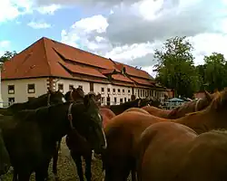 At Hunnesrück stud farm