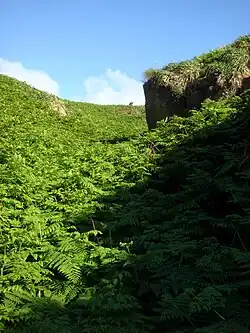 Small ferns providing ground cover on Macauley Island