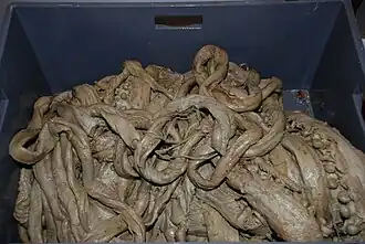 ?#69 (10/4/1896) and others, Assorted arms and tentacles of several old giant squid specimens from the NTNU Museum of Natural History and Archaeology (see also before and during removal from box, and details of tentacular club)