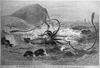 #42 (24/9/1877), Illustration of the "devil-fish" from Catalina, from the 3 November 1877 issue of Harper's Weekly (, 1877b:868, fig.)