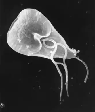 Giardia, a genus of intestinal parasites that cause giardiasis