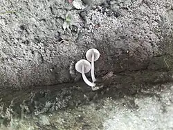 Gills of trooping crumble cap