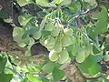 Immature ginkgo ovules and leaves