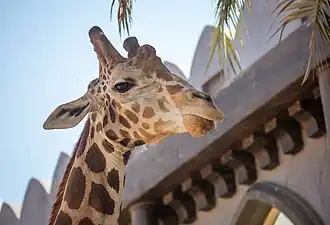 Giraffe at Emirates Park Zoo in Al Bahiyah, near the Abu Dhabi–Dubai highway