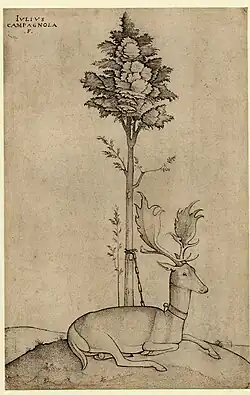 Stag tethered to a tree