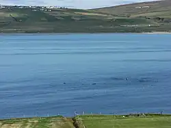 Dolphins in Sruwaddacon Estuary