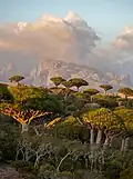 Golden hour in Socotra, Yemen