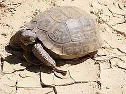 Agassiz's desert tortoise, "G. agassizii"