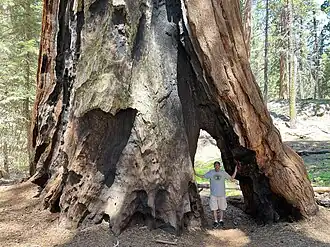 Gothic Arch/Alta 2 Tree (base)