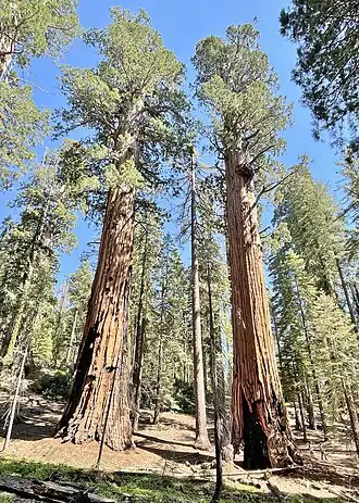 Gothic Arch/Alta 2 Tree (right) & Near Gothic Arch/Alta 1 Tree (left)