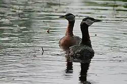 Red-necked grebes, Sweden