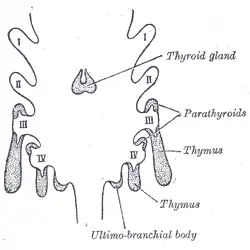 Scheme showing development of branchial epithelial bodies. I, II, III, IV. Branchial pouches.
