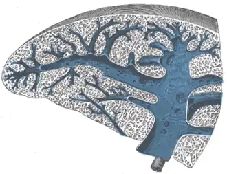 Transverse section of the spleen, showing the trabecular tissue and the splenic vein and its tributaries