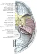 Base of the skull. Upper surface. (Internal occipital crest visible below foramen magnum.)