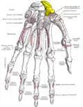 Scaphoid shown in yellow. Left hand. Palmar surface.