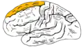 Lateral surface of left cerebral hemisphere