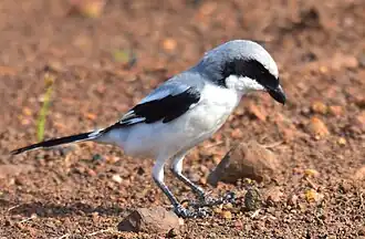 L. e. lahtora, in India