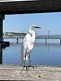 Great egret