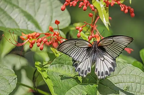 Female agenor, Hong Kong
