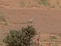 Perched on a bush (Mauritania)