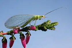 Chrysoperla from Oxford, England
