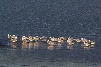 C. c. poiocephalus flock, Lake Elementaita, Kenya