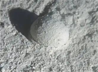 Gromia sphaerica is a large spherical testate amoeba which makes mud trails. Its diameter is up to 3.8&nbsp;cm.[96]