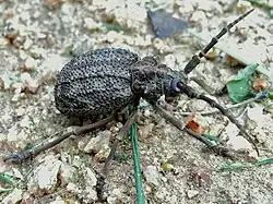 A longhorn beetle, Phantasis carinata, with large antenna and grey and black coloring.