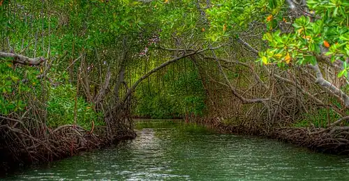 Mangrove forest in Guánica.