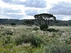 Western myall on the Roe Plains, near Madura, Western Australia