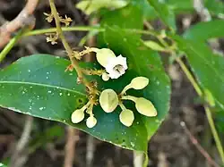 Flower and flower buds