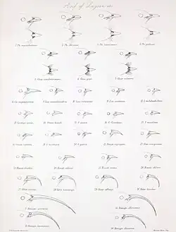 Illustration of the heads and beaks of various birds