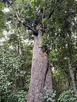 The sole remaining miro tree in the Reserve