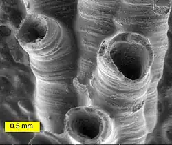 SEM image of a hederelloid from the Devonian of Michigan (largest tube diameter is 0.75&nbsp;mm)