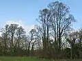 East Anglian elms in spring, near Abbots Ripton, Cambridgeshire (2017)
