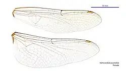 Female wings
