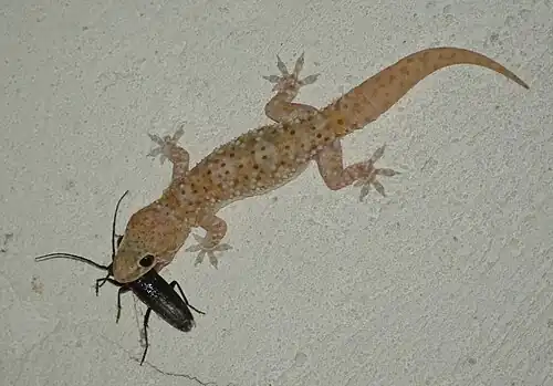 Gecko with prey (longhorn beetle, Cerambycidae) on a wall in Messenia, Greece