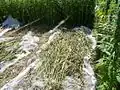 Hemp being harvested