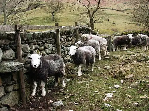 Herdwick sheep